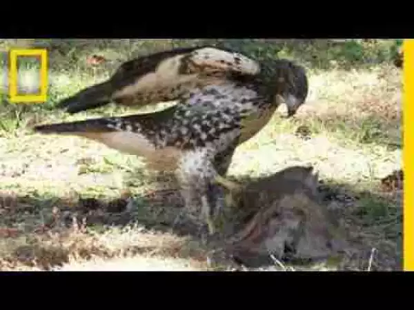 Video: Hawk Raised by Eagles Is Starting to Act Like One
